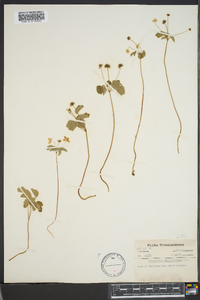 Thalictrum thalictroides image