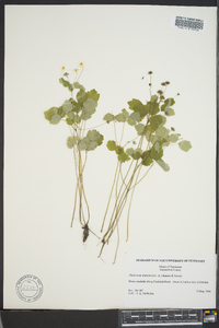 Thalictrum thalictroides image