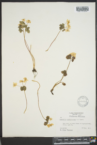 Thalictrum thalictroides image