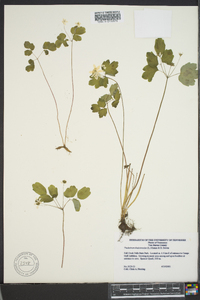 Thalictrum thalictroides image