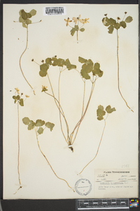 Thalictrum thalictroides image