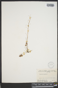 Thalictrum alpinum image