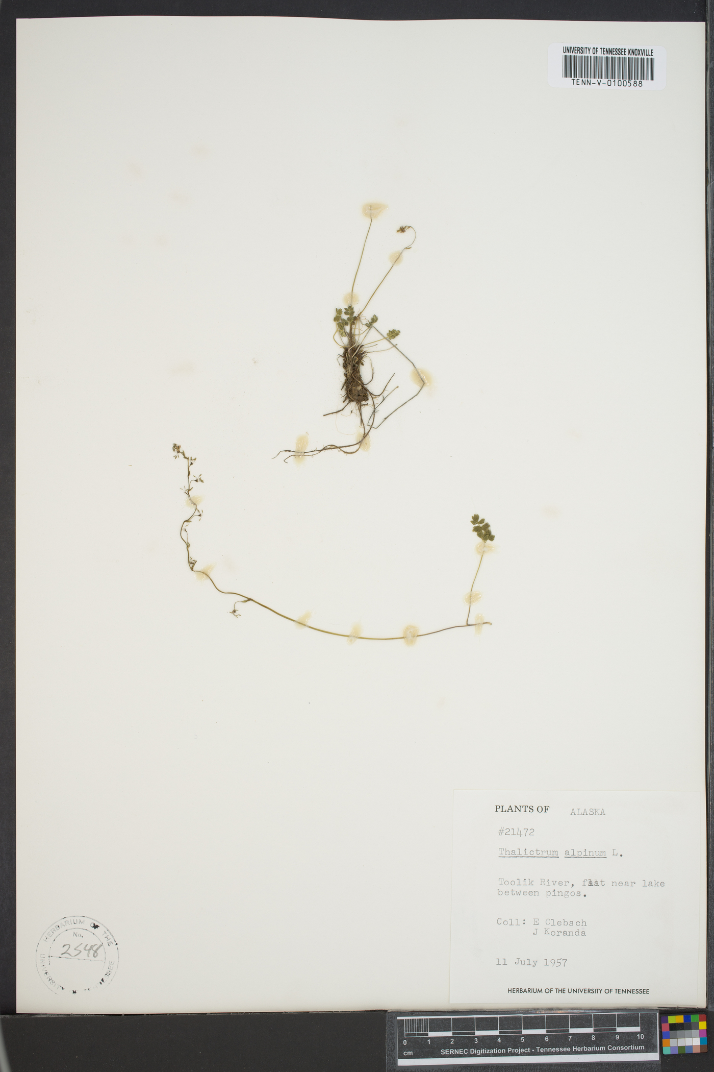 Thalictrum alpinum image