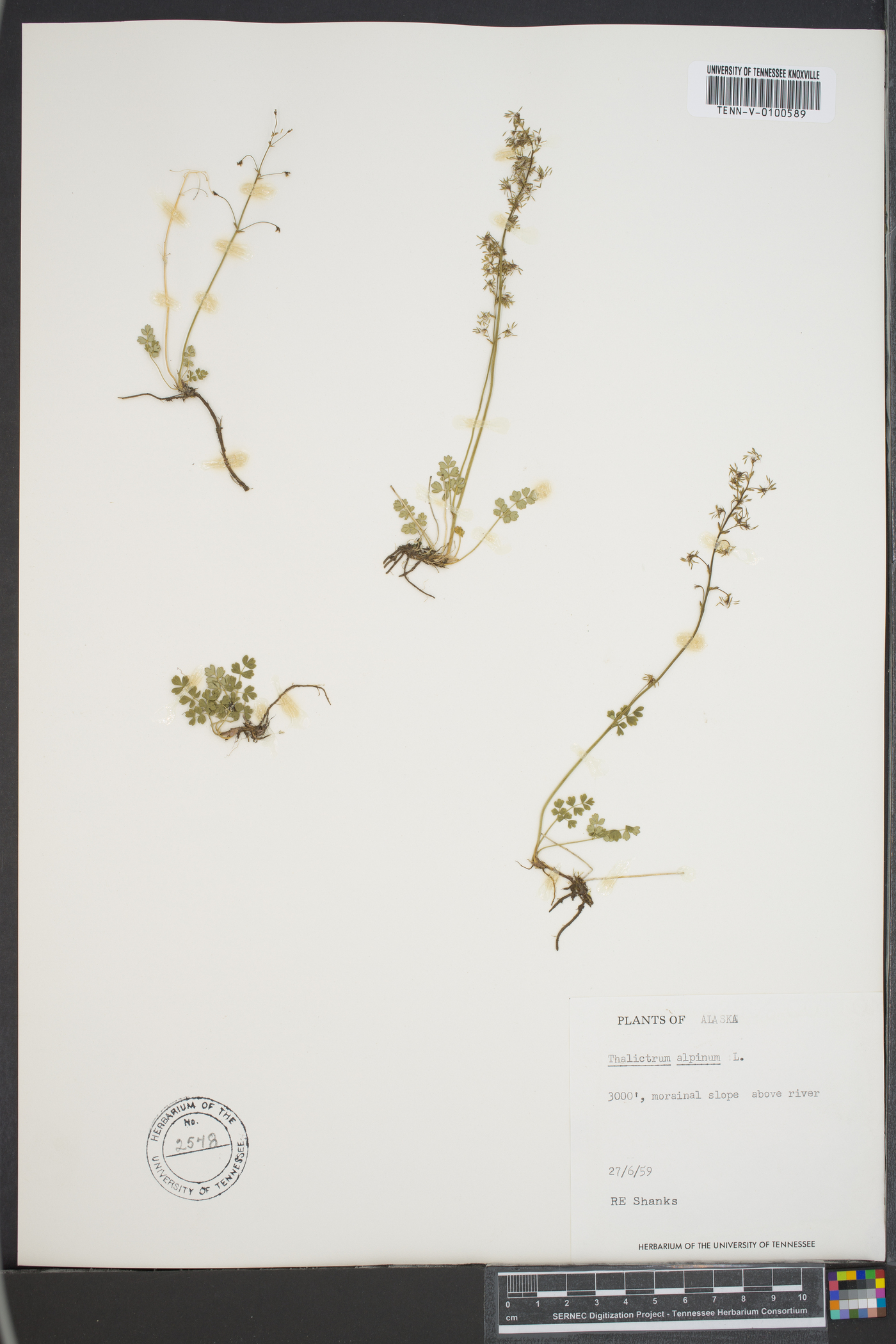 Thalictrum alpinum image