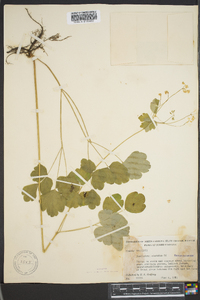 Thalictrum clavatum image