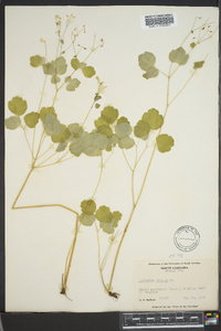 Thalictrum clavatum image