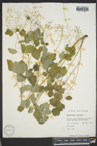 Thalictrum clavatum image