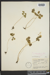 Thalictrum clavatum image