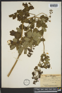 Thalictrum dasycarpum image