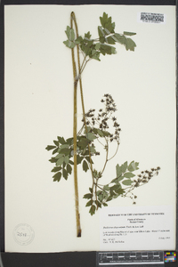 Thalictrum dasycarpum image