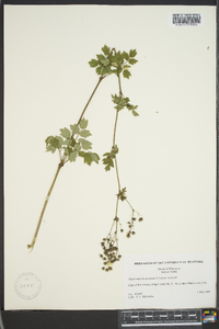 Thalictrum dasycarpum image