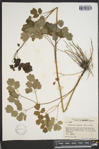 Thalictrum dasycarpum image