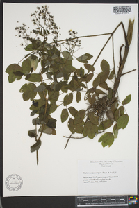 Thalictrum dasycarpum image