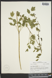 Thalictrum dasycarpum image