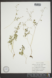 Thalictrum debile image