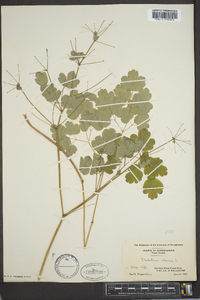 Thalictrum dioicum image