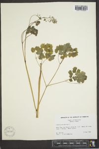 Thalictrum dioicum image