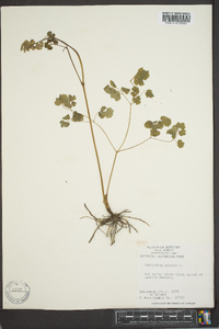 Thalictrum dioicum image