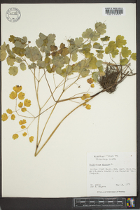 Thalictrum dioicum image