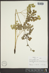 Thalictrum fendleri image