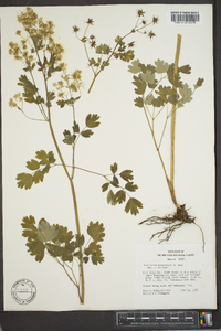 Thalictrum occidentale image