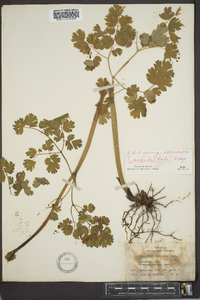 Thalictrum occidentale image