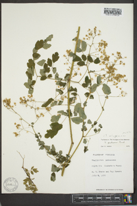 Thalictrum pubescens image