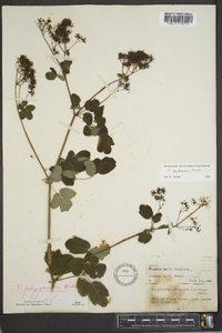 Thalictrum pubescens image