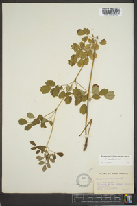 Thalictrum amphibolum image