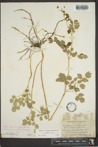 Thalictrum amphibolum image