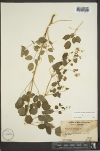 Thalictrum amphibolum image