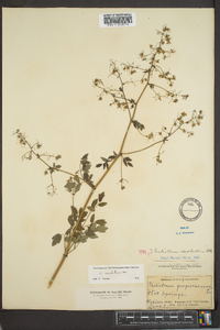 Thalictrum amphibolum image