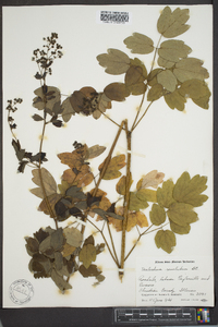 Thalictrum amphibolum image