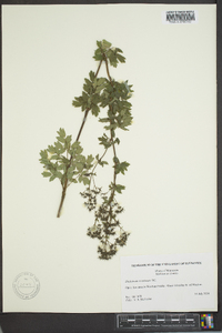 Thalictrum amphibolum image