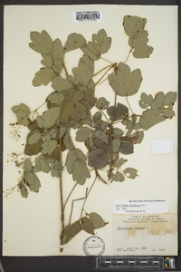 Thalictrum amphibolum image