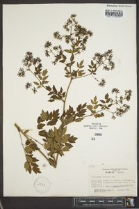 Thalictrum amphibolum image