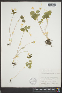 Thalictrum thalictroides image