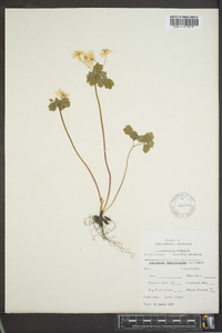 Thalictrum thalictroides image