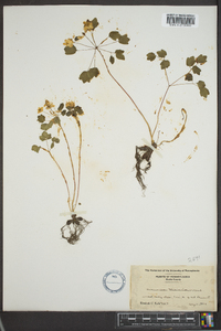 Thalictrum thalictroides image