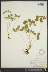 Thalictrum thalictroides image