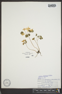 Thalictrum thalictroides image