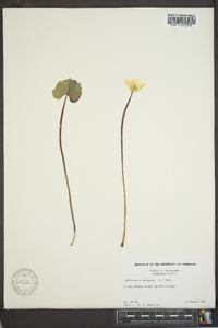 Jeffersonia diphylla image