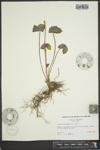 Jeffersonia diphylla image