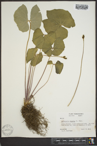 Jeffersonia diphylla image