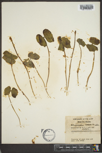 Jeffersonia diphylla image