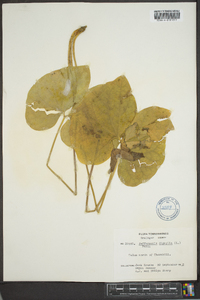 Jeffersonia diphylla image