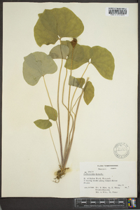 Jeffersonia diphylla image