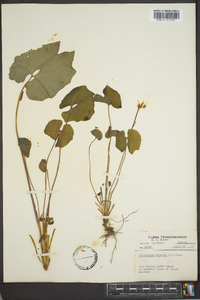 Jeffersonia diphylla image