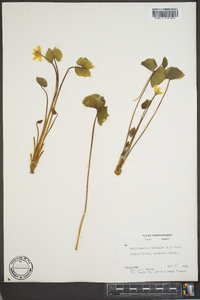 Jeffersonia diphylla image