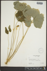 Jeffersonia diphylla image